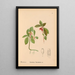 Heilpflanzen Pl023 - Charles Frederick Millspaugh — gerahmtes Bild an der Wand