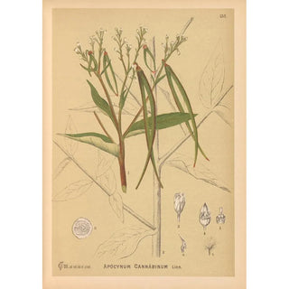 Charles Frederick Millspaugh - Medicinal Plants Pl028.webp