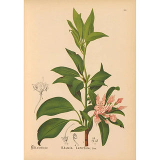 Charles Frederick Millspaugh - Medicinal Plants Pl034.webp