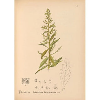 Charles Frederick Millspaugh - Medicinal Plants Pl036.webp