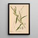 Pflanzenheilmittel Pl039 - Charles Frederick Millspaugh — gerahmtes Bild an der Wand