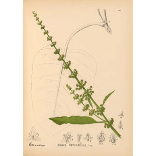 Charles Frederick Millspaugh - Medicinal Plants Pl040.webp