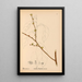 Heilpflanzen Pl041 - Charles Frederick Millspaugh — gerahmtes Bild an der Wand