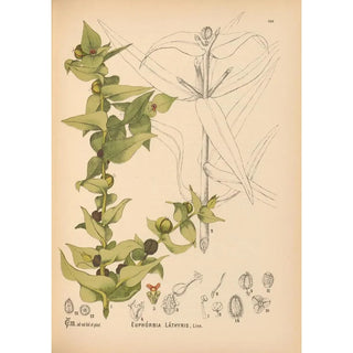 Charles Frederick Millspaugh - Medicinal Plants Pl047.webp