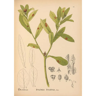 Charles Frederick Millspaugh - Medicinal Plants Pl048.webp