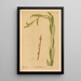 Heilpflanzen Pl059 - Charles Frederick Millspaugh — gerahmtes Bild an der Wand