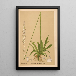 Charles Frederick Millspaugh - Medicinal Plants Pl071.webp