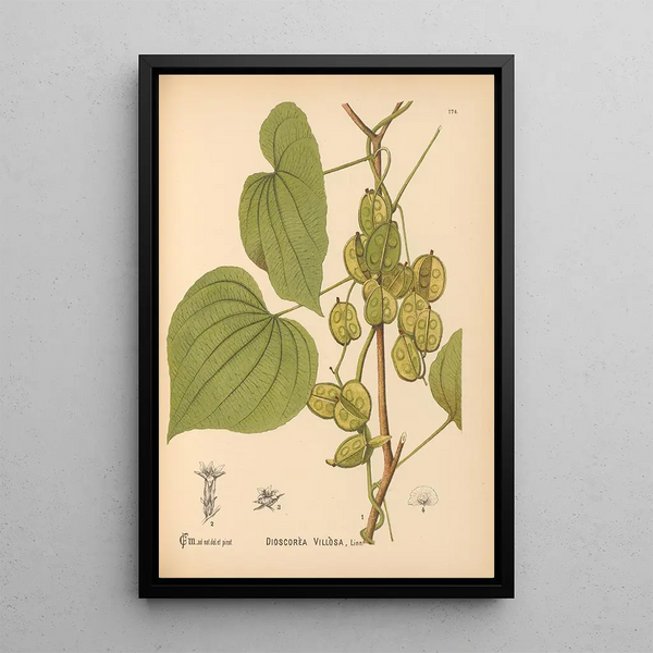 Charles Frederick Millspaugh - Medicinal Plants Pl073.webp