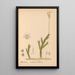 Heilpflanzen Pl080 - Charles Frederick Millspaugh — gerahmtes Bild an der Wand