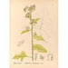 Reproduktion des Gemäldes Heilpflanzen Pl088 - Charles Frederick Millspaugh