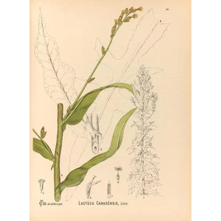 Charles Frederick Millspaugh - Medicinal Plants Pl090.webp