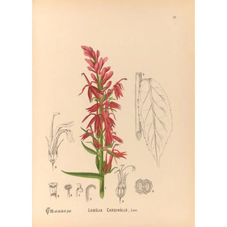 Charles Frederick Millspaugh - Medicinal Plants Pl091.webp