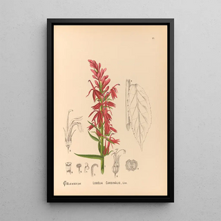 Charles Frederick Millspaugh - Medicinal Plants Pl091.webp