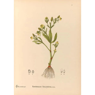 Charles Frederick Millspaugh - Medicinal Plants Pl096.webp