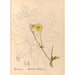 Reproduktion des Gemäldes Pflanzenmedizinische Gemälde Pl097 - Charles Frederick Millspaugh