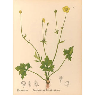 Charles Frederick Millspaugh - Medicinal Plants Pl098.webp