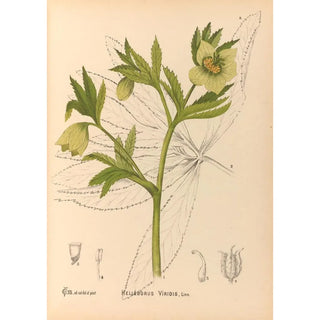 Charles Frederick Millspaugh - Medicinal Plants Pl101.webp