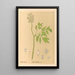 Heilpflanzen Pl103 - Charles Frederick Millspaugh — gerahmtes Bild an der Wand