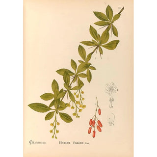 Charles Frederick Millspaugh - Medicinal Plants Pl108.webp