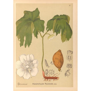 Charles Frederick Millspaugh - Medicinal Plants Pl110.webp