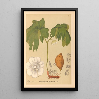 Charles Frederick Millspaugh - Medicinal Plants Pl110.webp