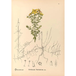 Charles Frederick Millspaugh - Medicinal Plants Pl123.webp