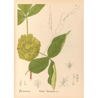 Charles Frederick Millspaugh - Medicinal Plants Pl127.webp