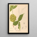 Heilpflanzen Pl127 - Charles Frederick Millspaugh — gerahmtes Bild an der Wand