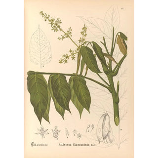 Charles Frederick Millspaugh - Medicinal Plants Pl128.webp