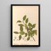 Pflanzenheilmittel Pl134 - Charles Frederick Millspaugh — gerahmtes Bild an der Wand