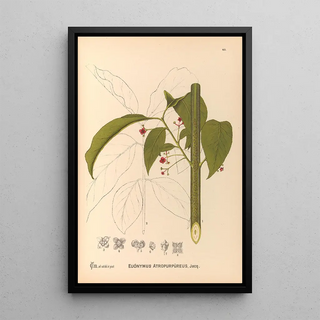 Charles Frederick Millspaugh - Medicinal Plants Pl135.webp