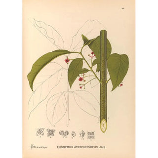 Charles Frederick Millspaugh - Medicinal Plants Pl135.webp
