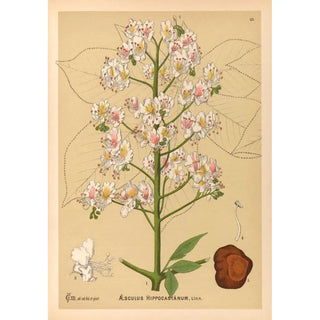 Charles Frederick Millspaugh - Medicinal Plants Pl136.webp
