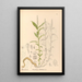 Heilpflanzen Pl138 - Charles Frederick Millspaugh — gerahmtes Bild an der Wand