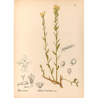 Charles Frederick Millspaugh - Medicinal Plants Pl139.webp