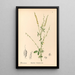 Heilpflanzen Pl142 - Charles Frederick Millspaugh — gerahmtes Bild an der Wand