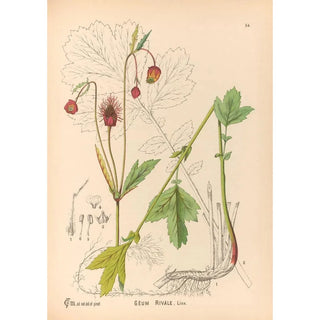 Charles Frederick Millspaugh - Medicinal Plants Pl147.webp