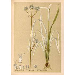 Charles Frederick Millspaugh - Medicinal Plants Pl155.webp