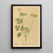 Heilpflanzen Pl158 - Charles Frederick Millspaugh — gerahmtes Bild an der Wand