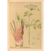 Heilpflanzen Pl161 - Charles Frederick Millspaugh — Ansicht des Kunstwerks