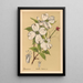 Heilpflanzen Pl164 - Charles Frederick Millspaugh — gerahmtes Bild an der Wand