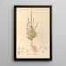 Heilpflanzen Pl175 - Charles Frederick Millspaugh — gerahmtes Bild an der Wand
