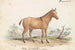 Asinus Hippagrus le YoToTze - Charles Hamilton Smith — Ansicht des Kunstwerks