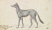 Arabischer Windhund von Aqaba - Charles Hamilton Smith — Ansicht des Kunstwerks