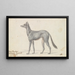 Arabischer Windhund von Aqaba - Charles Hamilton Smith — gerahmtes Bild an der Wand