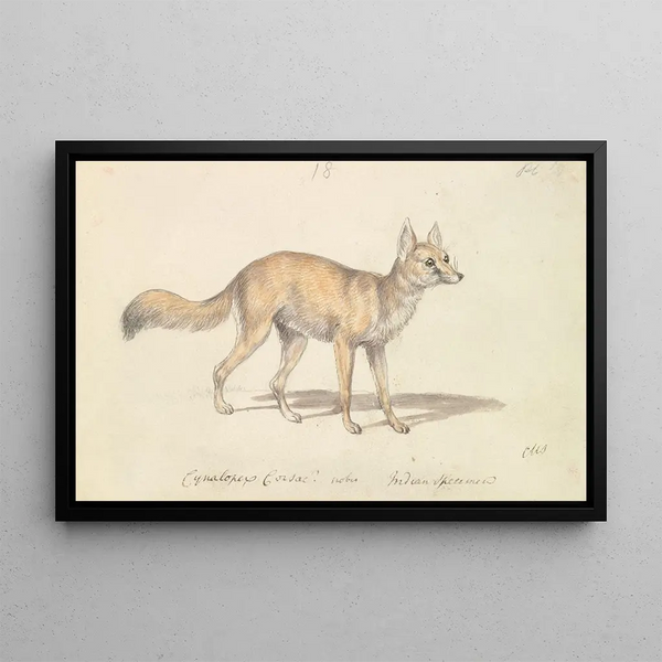 Charles Hamilton Smith - Corsac DogFox.webp