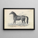 Pferd Dongola - Charles Hamilton Smith — gerahmtes Bild an der Wand