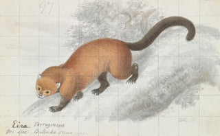Charles Hamilton Smith - Eira Ferruginea.webp