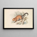 Eira Ferruginea Gulo Castaneus Griffiths Cuvier - Charles Hamilton Smith — gerahmtes Bild an der Wand