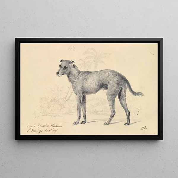 Charles Hamilton Smith - Feral Dog of St Domingo.webp